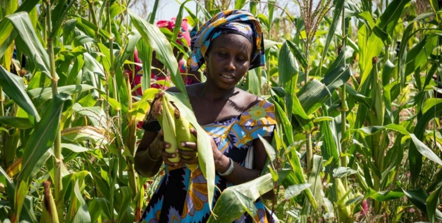 Plantação agrícola na África
